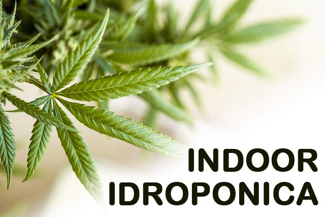 cannabis indoor idroponica