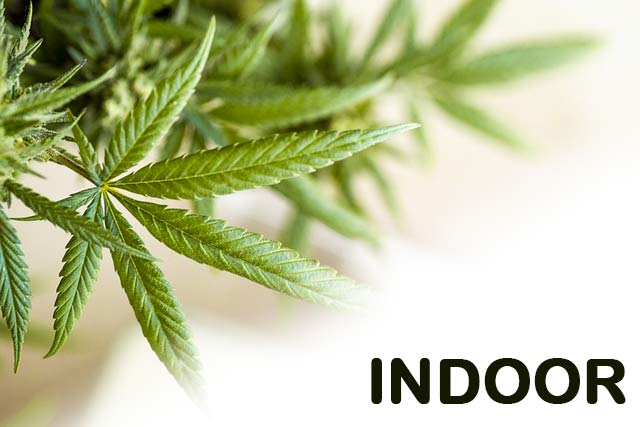 cannabis indoor